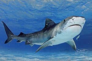 Majestic Tiger Shark - White Spot