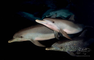 Night Dolphins