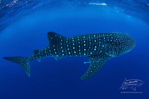 The Magnificent Whale Shark