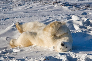 Polar Bear Fun!