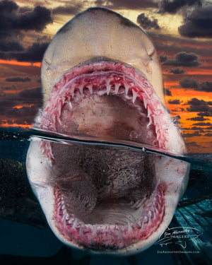 Sunset Shark Split