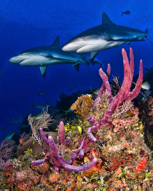 Healthy Shark Reef