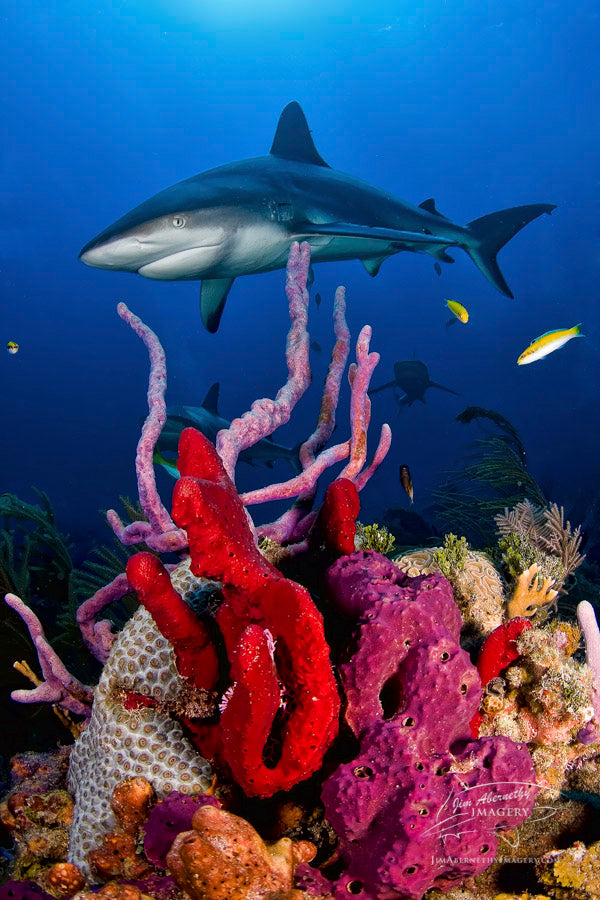 Vibrant Reef Shark
