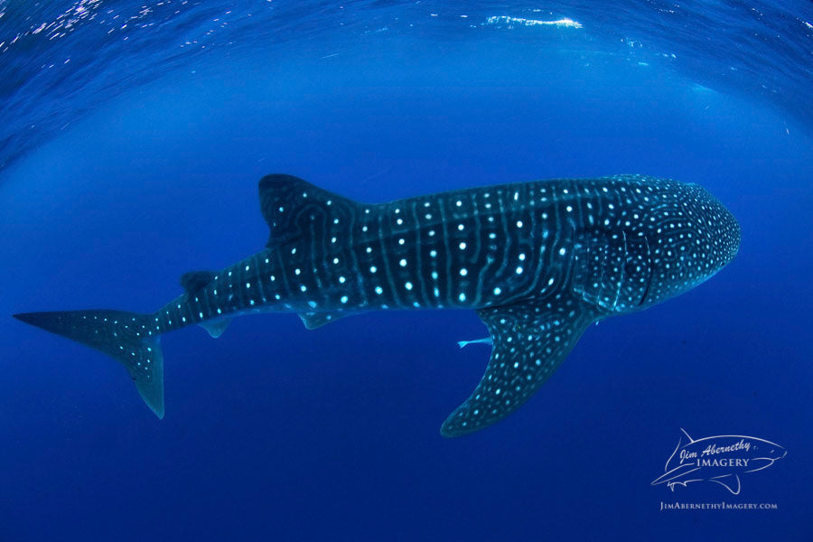 The Magnificent Whale Shark
